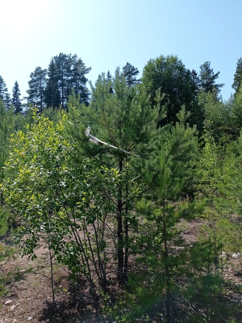 Tommy Glider in a tree