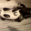 Jaguar D-Type XKD 530 Ice Racing