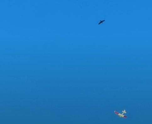 Eclipse soaring with the ol'crow