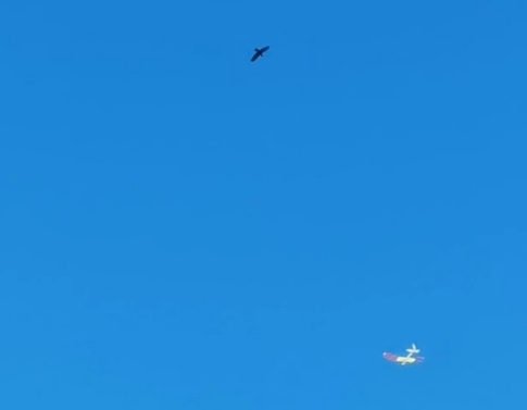 Eclipse soaring with the ol'crow
