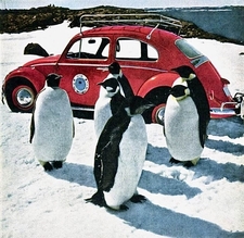 beetle and penguins