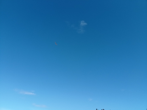 Soaring Harlequin